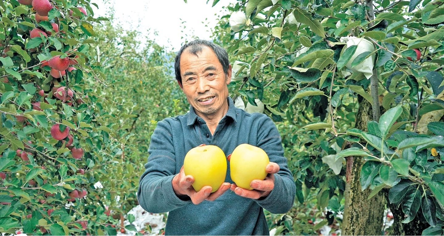 汉源县维纳斯黄金苹果成熟上市 品种结构优化助果农增收
