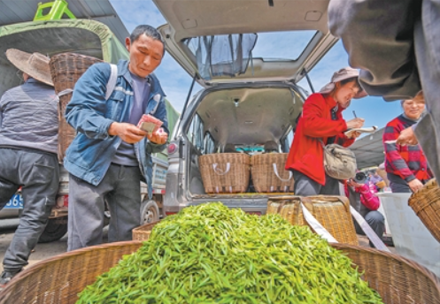 （人民日报）背篓里的春天（记录中国）